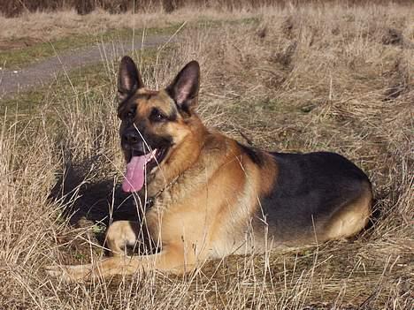 Schæferhund Basse billede 12