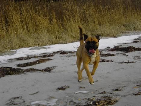 Blanding af racer Freja billede 10