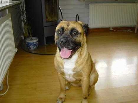 Blanding af racer Freja billede 11