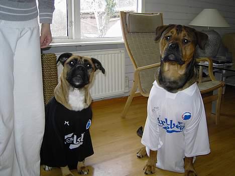 Blanding af racer Freja - det her billede er ik taget med min gode vilje..... mangler en blå og gul trøje på freja. he he he he billede 12