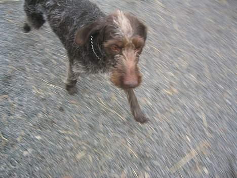 Ruhåret hønsehund <3 Zenta <3(Død))-: billede 1