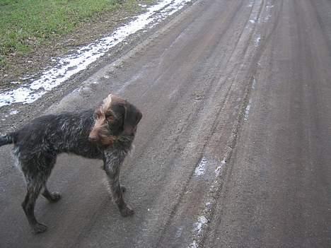 Ruhåret hønsehund <3 Zenta <3(Død))-: billede 2