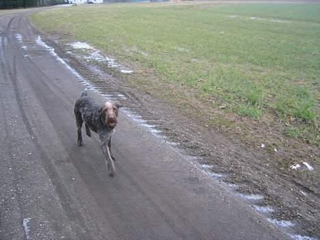 Ruhåret hønsehund <3 Zenta <3(Død))-: billede 3