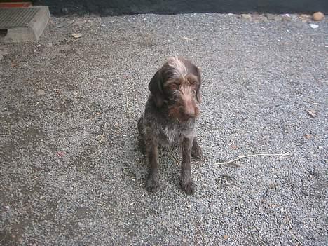 Ruhåret hønsehund <3 Zenta <3(Død))-: billede 4