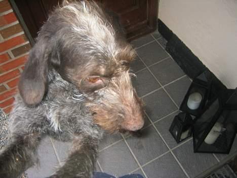 Ruhåret hønsehund <3 Zenta <3(Død))-: billede 5