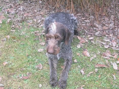 Ruhåret hønsehund <3 Zenta <3(Død))-: billede 6