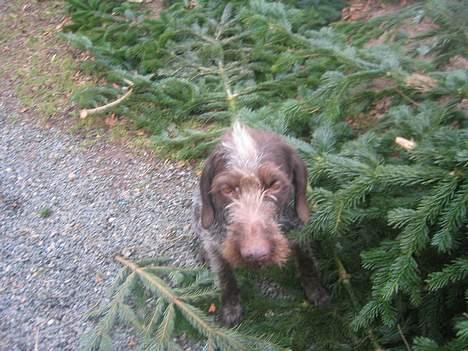 Ruhåret hønsehund <3 Zenta <3(Død))-: billede 7