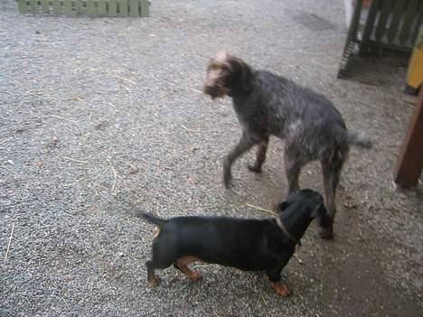 Ruhåret hønsehund <3 Zenta <3(Død))-: billede 8