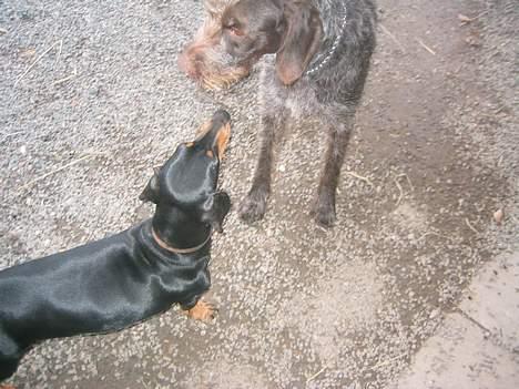 Ruhåret hønsehund <3 Zenta <3(Død))-: billede 9