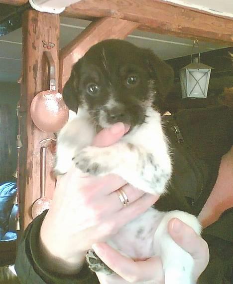 Blanding af racer Kiki billede 1