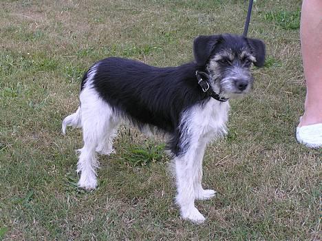 Blanding af racer Kiki billede 2