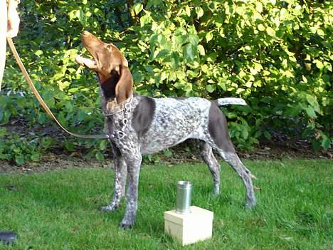 Korthåret hønsehund Emma ( balade mageren) - Man kan vel ikke gøre for at man har charme ? ;b billede 8