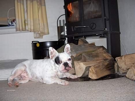Fransk bulldog Gizmo * i hundehimlen* - det er SÅ dejligt, her foran brændeovnen. billede 9