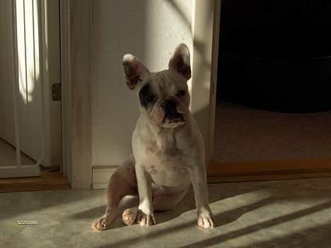 Fransk bulldog Gizmo * i hundehimlen* - ser jeg lækker ud nu? billede 10