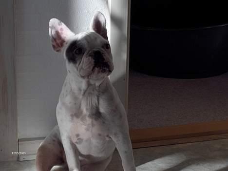 Fransk bulldog Gizmo * i hundehimlen* - hvad så nu? Jeg gider altså snart ikke mere billed pjat mor. billede 11