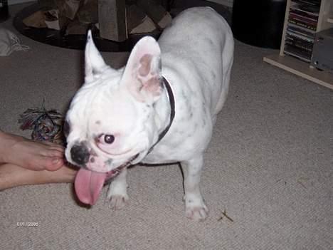 Fransk bulldog Gizmo * i hundehimlen* - puha, det er hårdt at lege vildt. billede 12