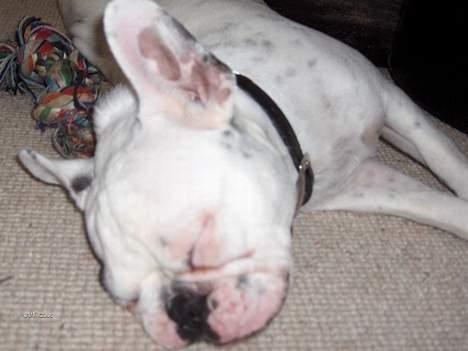 Fransk bulldog Gizmo * i hundehimlen* - godt med en lur, efter vild leg. billede 13