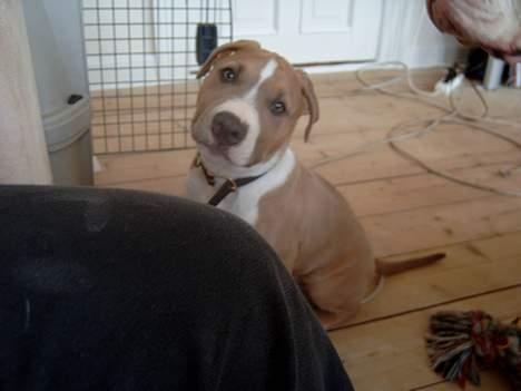 Blanding af racer Brutalis  billede 9