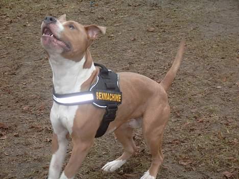 Blanding af racer Brutalis  - Total i orden sele ;) billede 10