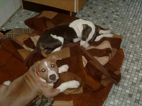 Blanding af racer Brutalis  - Her er Brutalis med sin søster Blue billede 11