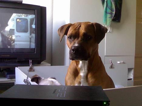 Amerikansk staffordshire terrier perle - jeg slaper af billede 18