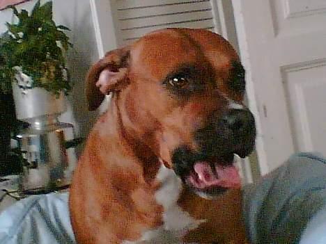 Amerikansk staffordshire terrier perle billede 19