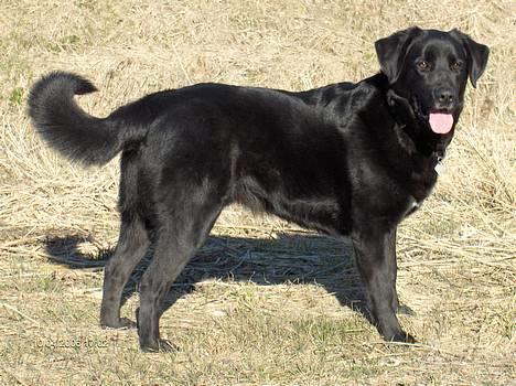 Blanding af racer spike billede 1