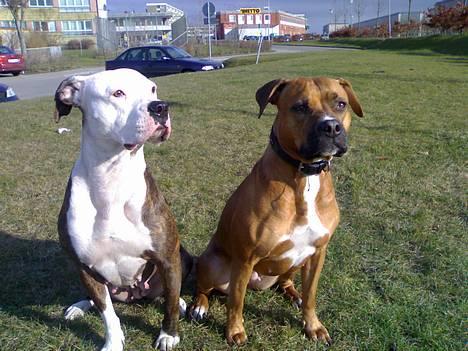 Amerikansk staffordshire terrier perle - det er mig og min mor hehe billede 20