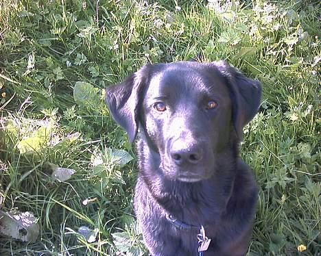 Blanding af racer spike billede 2