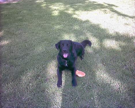 Blanding af racer spike billede 3