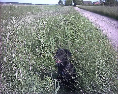 Blanding af racer spike billede 4