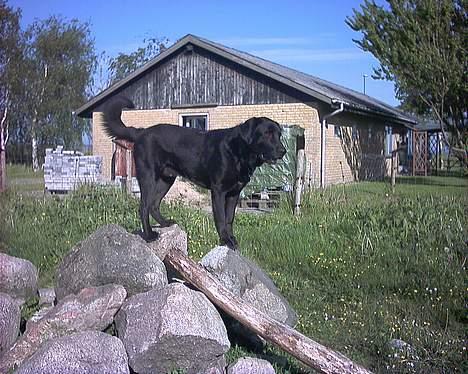 Blanding af racer spike billede 5