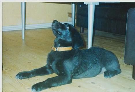 Blanding af racer spike - gi mig nu den god bid billede 6