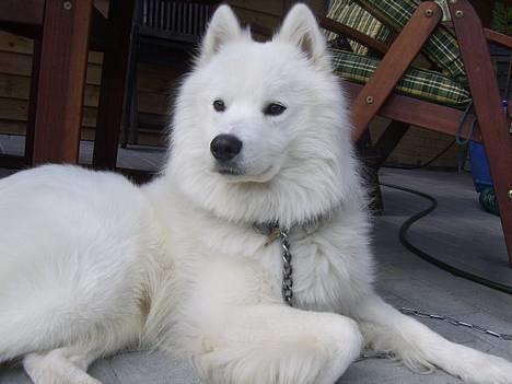 Samojedhund Bamse  billede 1