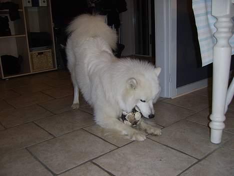 Samojedhund Bamse  - Jeg fik min BOLDT billede 2