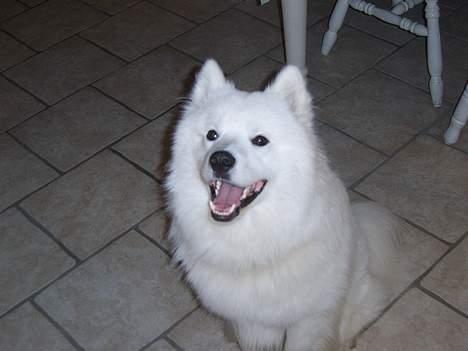 Samojedhund Bamse  - Jeg kan også sidde pænt. billede 4