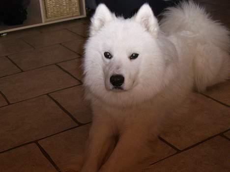 Samojedhund Bamse  - Er jeg ikke fin ? billede 5