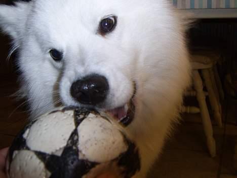 Samojedhund Bamse  - Uha, en bold :P billede 6