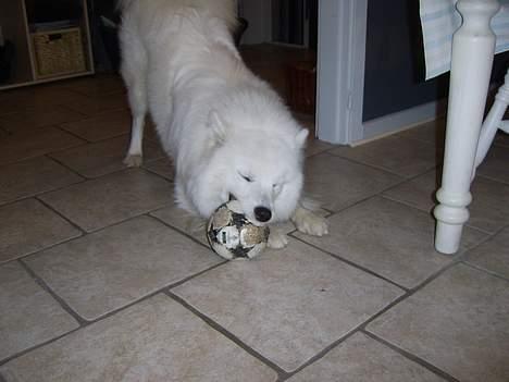 Samojedhund Bamse  - Jeg fik bolden :D billede 7