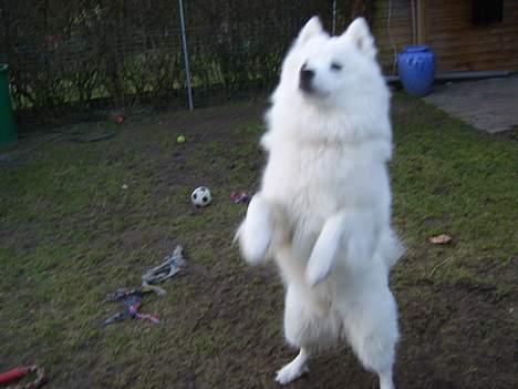 Samojedhund Bamse  - Se hvor dygtig jeg er :)  billede 8