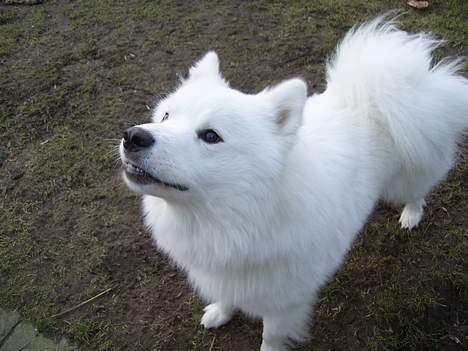 Samojedhund Bamse  - Giv mig så bolden :P billede 9