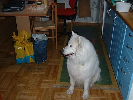Samojedhund Ninka *død* - ninka, hjemme hor os. billede 1