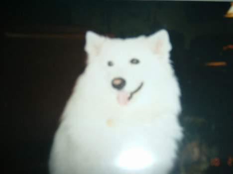 Samojedhund Ninka *død* - igen, smiller billede 2