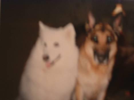 Samojedhund Ninka *død* - ninka og vores gamle hund bronson, opretter nok os ham,  billede 3