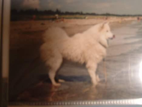 Samojedhund Ninka *død* - ninka på stranden billede 4