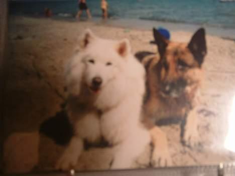 Samojedhund Ninka *død* - dem begge to, vandhundene... ikke ninka? (hun var ikke så glad for vand)  billede 5