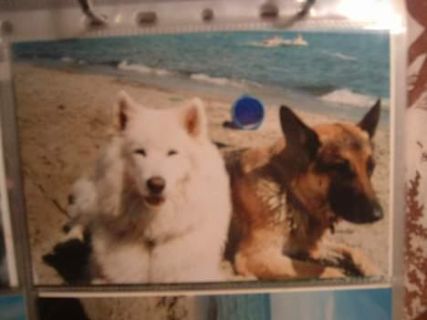 Samojedhund Ninka *død* - igen billede 6