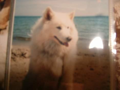 Samojedhund Ninka *død* - ninka, uhh det varmt billede 7