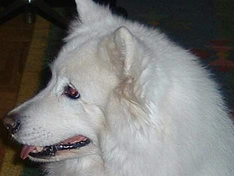 Samojedhund Ninka *død* - nårrhhh hun var sw dejlig<3<3<3<3<3<3<3<3<3<3<3<3<3<3<3<3<3<3<3<3<3<3<3<3<3<33<3<3<3<3<33<3<3<3<3<3<3<3<3<34-ever billede 8