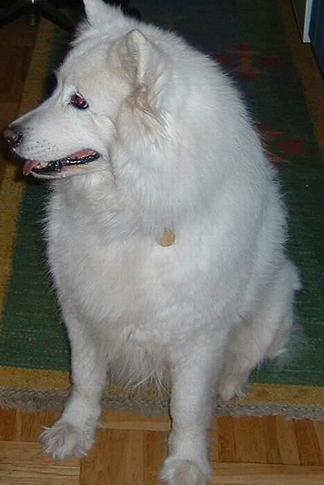 Samojedhund Ninka *død* - smill billede 9